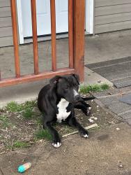 Lost Male Dog last seen N Rochester Ave & W 18th St, Indianapolis, IN 46222