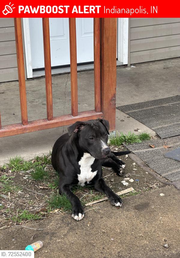 Lost Male Dog last seen N Rochester Ave & W 18th St, Indianapolis, IN 46222