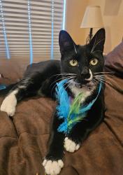 Lost Female Cat last seen State Highway 64 W and Eisenhower Dr, Tyler, TX 75704