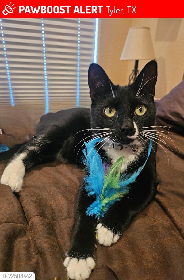 Lost Female Cat last seen State Highway 64 W and Eisenhower Dr, Tyler, TX 75704