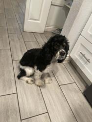 Lost Male Dog last seen 59th and Indian School, Phoenix, AZ 85033