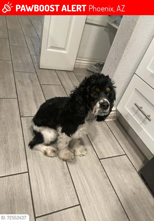 Lost Male Dog last seen 59th and Indian School, Phoenix, AZ 85033