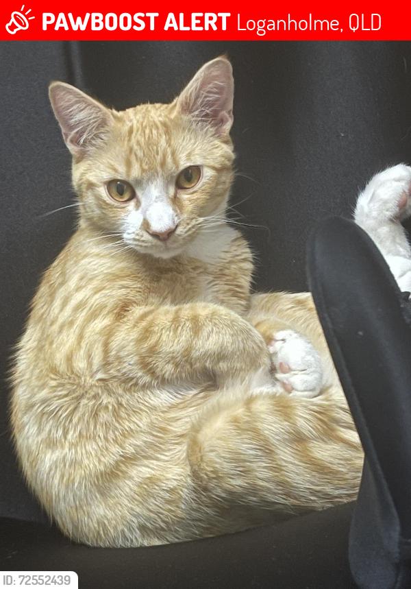 Lost Male Cat last seen Near tarandi street , Loganholme, QLD 4129