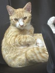 Lost Male Cat last seen Near tarandi street , Loganholme, QLD 4129