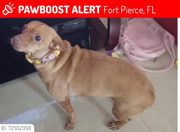 Lost Female Dog last seen Avenue I and 17th street, Fort Pierce, FL 34950
