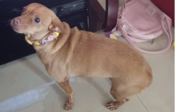 Lost Female Dog last seen Avenue I and 17th street, Fort Pierce, FL 34950