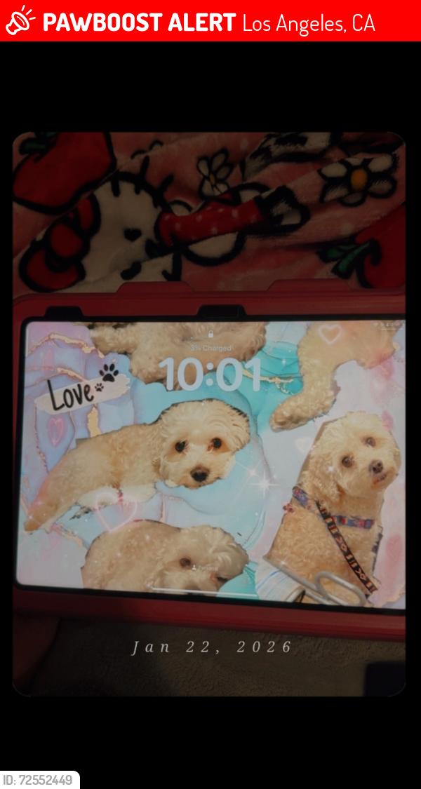 Lost Male Dog last seen Estrada st and concord st , Los Angeles, CA 90023