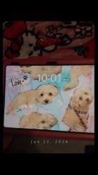 Lost Male Dog last seen Estrada st and concord st , Los Angeles, CA 90023