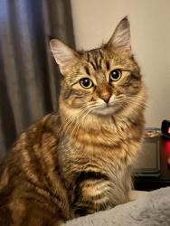 Reunited Female Cat last seen Near Lorelei Close NW, Edmonton, AB T5X 2E7