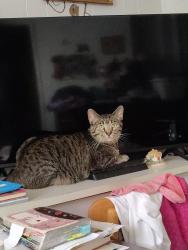 Lost Male Cat last seen Near S 600 E, Shelbyville, IN 46176, Shelbyville, IN 46176