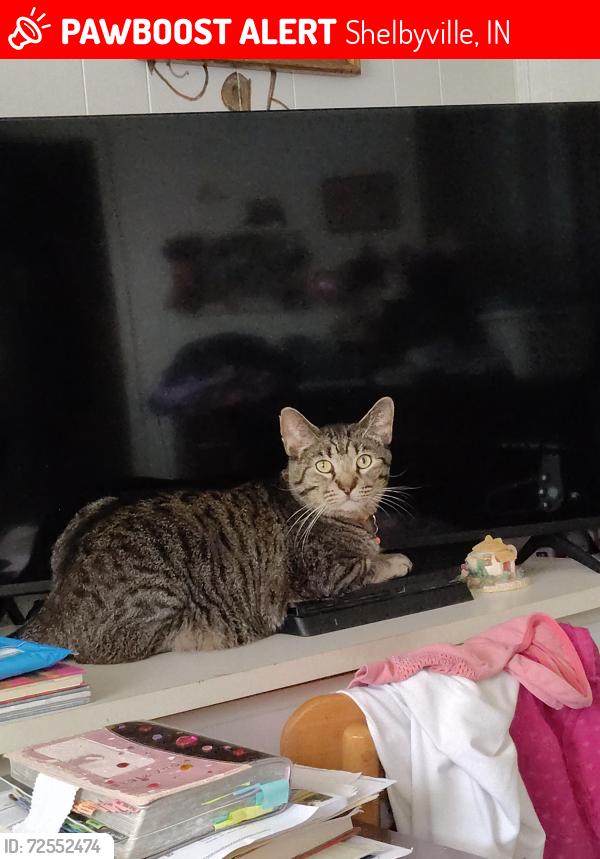 Lost Male Cat last seen Near S 600 E, Shelbyville, IN 46176, Shelbyville, IN 46176