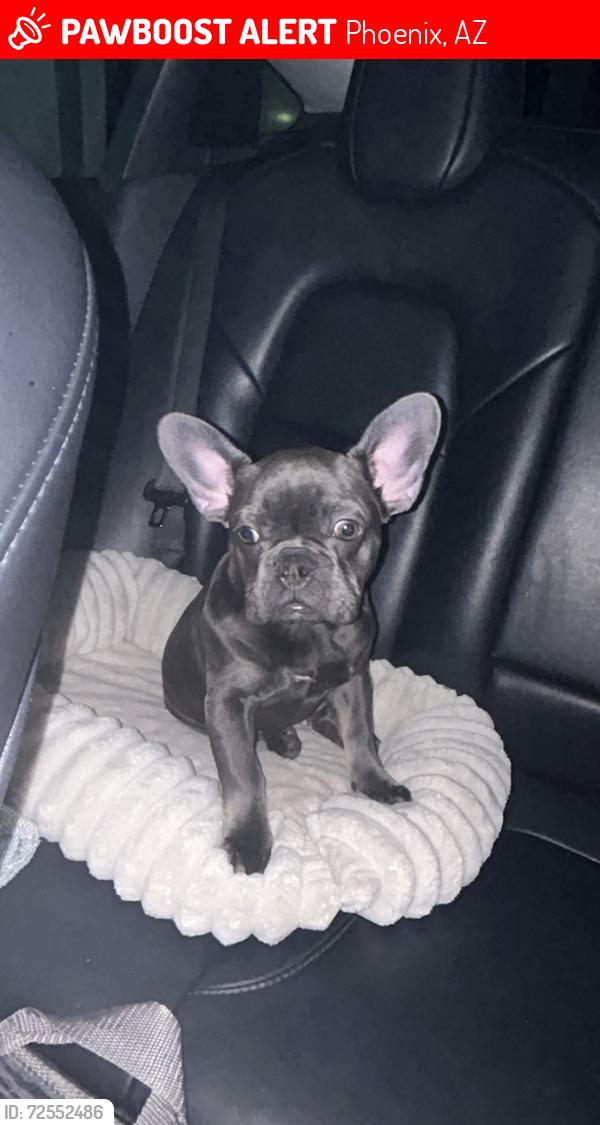 Lost Female Dog last seen Union on 28th , Phoenix, AZ 85029