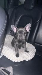 Lost Female Dog last seen Union on 28th , Phoenix, AZ 85029