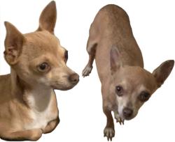 Lost Female Dog last seen Ringwood Ave and Bay Rd, Menlo Park, CA 94025