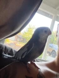 Lost Male Bird last seen Woodmore oaks and highwood way, Orangevale, CA 95662