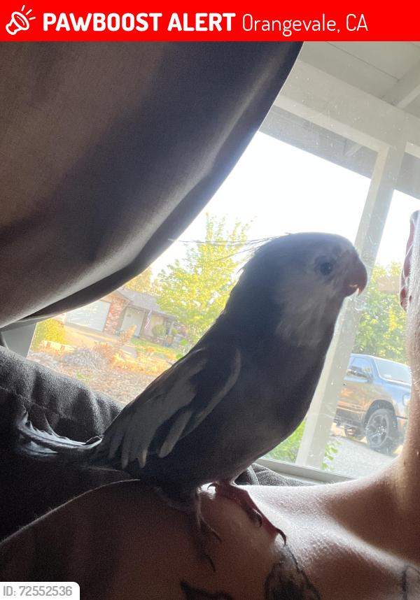 Lost Male Bird last seen Woodmore oaks and highwood way, Orangevale, CA 95662