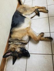 Lost Female Dog last seen Gettysburg dr. And  hermitage oaks dr., Tomball, TX 77377