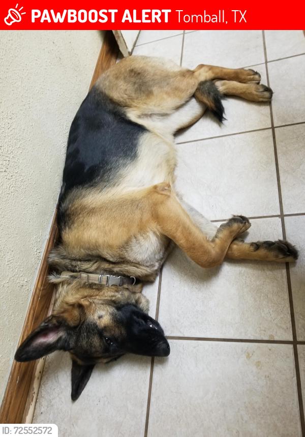 Lost Female Dog last seen Gettysburg dr. And  hermitage oaks dr., Tomball, TX 77377