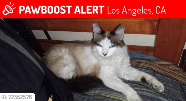 Lost Female Cat last seen Broadway, Los Angeles, CA 90047