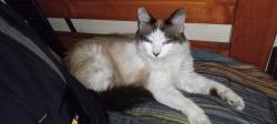Lost Female Cat last seen Broadway, Los Angeles, CA 90047