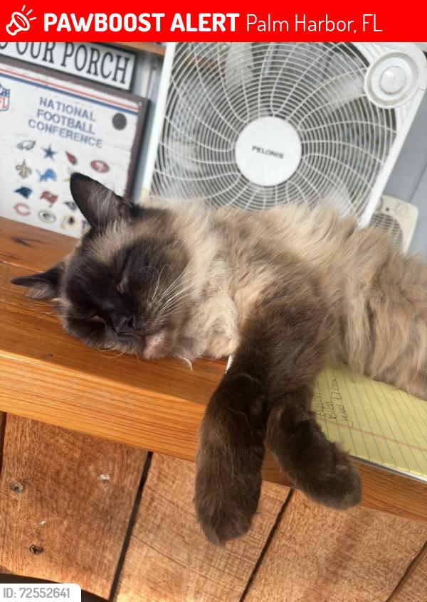 Lost Male Cat last seen Lake shore Dr Palm harbor florida, Palm Harbor, FL 34684