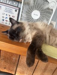 Lost Male Cat last seen Lake shore Dr Palm harbor florida, Palm Harbor, FL 34684