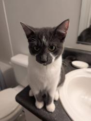 Lost Female Cat last seen Burned apmt building at Broad River Trace , Columbia, SC 29210
