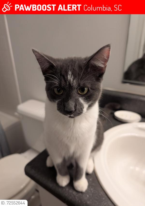 Lost Female Cat last seen Burned apmt building at Broad River Trace , Columbia, SC 29210