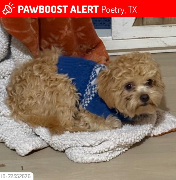 Lost Male Dog last seen CR 2446 , Poetry, TX 75189