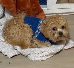 Lost Male Dog last seen CR 2446 , Poetry, TX 75189