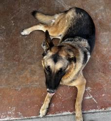 Lost Female Dog last seen Iron Lane, Parsons, TN 38363