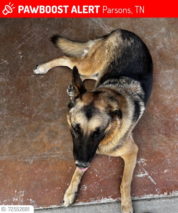 Lost Female Dog last seen Iron Lane, Parsons, TN 38363
