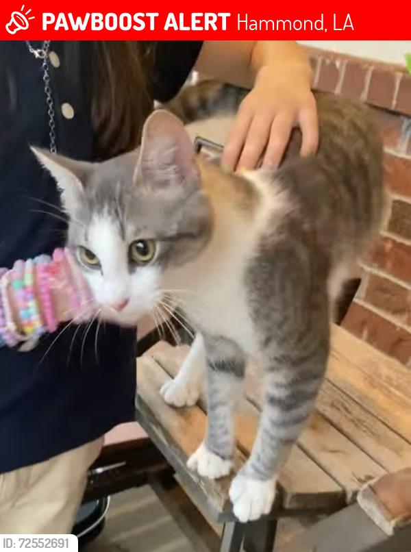 Lost Male Cat last seen Randall Road, Hammond, LA 70401
