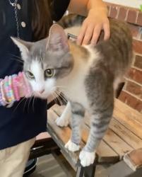 Lost Male Cat last seen Randall Road, Hammond, LA 70401