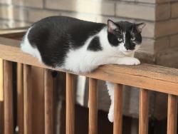 Lost Male Cat last seen Weymouth and Main (possibly Catawba), Vineland, NJ 08360