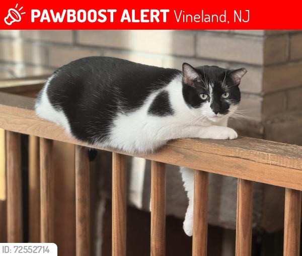 Lost Male Cat last seen Weymouth and Main (possibly Catawba), Vineland, NJ 08360