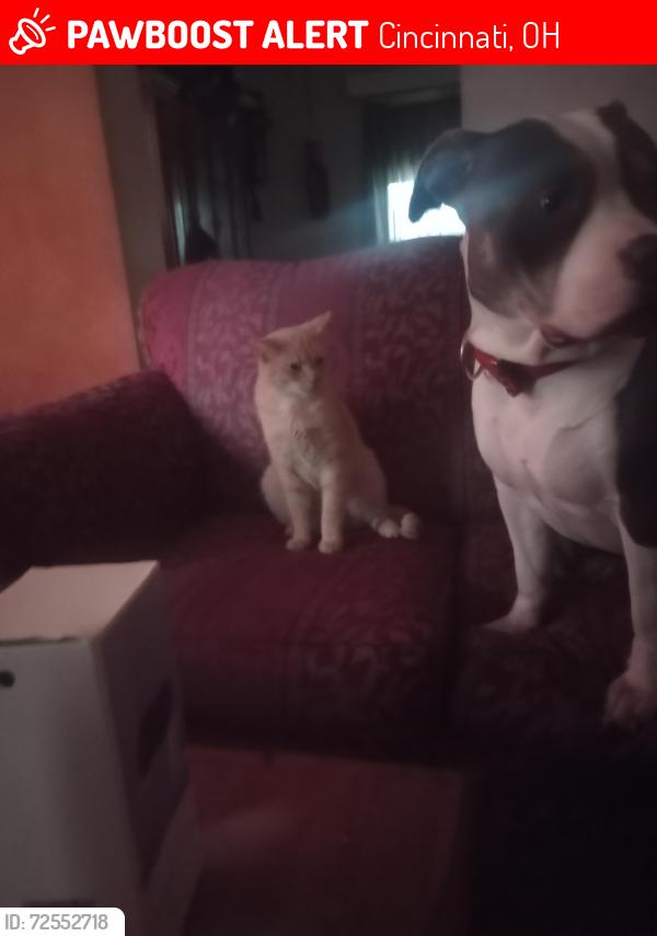 Lost Male Cat last seen Kinney/Wold, Cincinnati, OH 45207