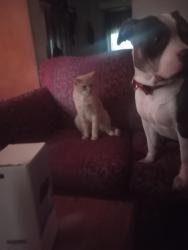 Lost Male Cat last seen Kinney/Wold, Cincinnati, OH 45207
