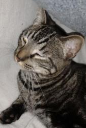 Lost Male Cat last seen Congress and Ridge Crest Road, Port Richey, FL 34668