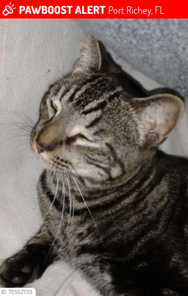 Lost Male Cat last seen Congress and Ridge Crest Road, Port Richey, FL 34668