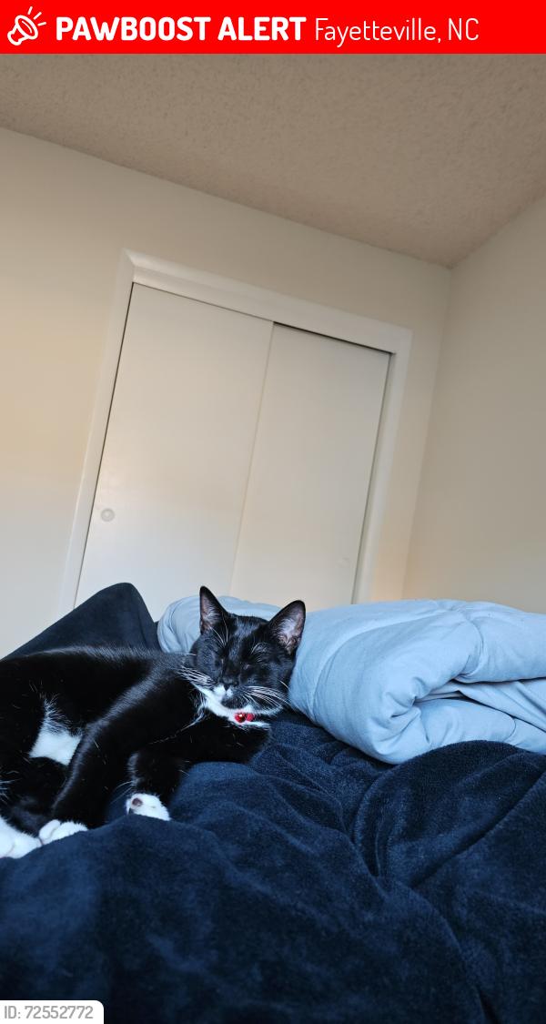 Lost Female Cat last seen Near Woodbridge Way, Fayetteville, NC 28314