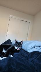Lost Female Cat last seen Near Woodbridge Way, Fayetteville, NC 28314