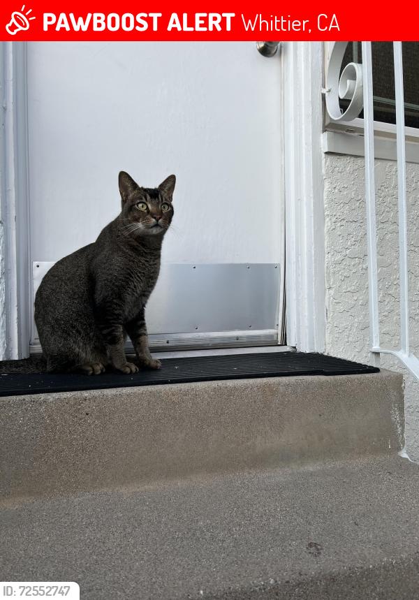Lost Male Cat last seen Dexter Middle School , Whittier, CA 90601