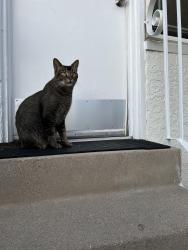 Lost Male Cat last seen Dexter Middle School , Whittier, CA 90601