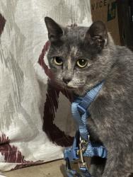 Lost Female Cat last seen Near Briar Forest Dr, Houston, TX 77077, Houston, TX 77077
