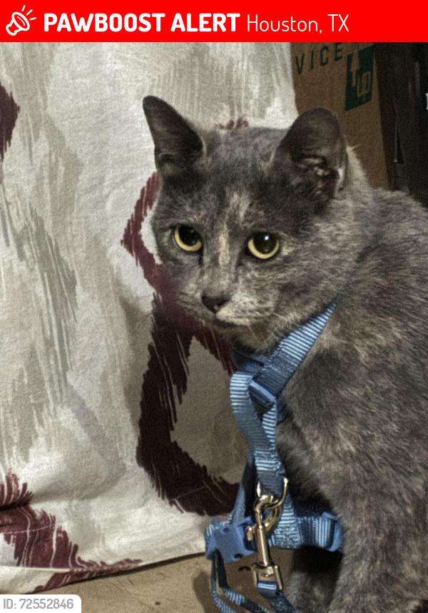 Lost Female Cat last seen Near Briar Forest Dr, Houston, TX 77077, Houston, TX 77077