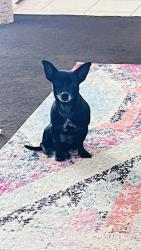 Found/Stray Male Dog last seen Foster rd and Binz Englemen , San Antonio, TX 78244