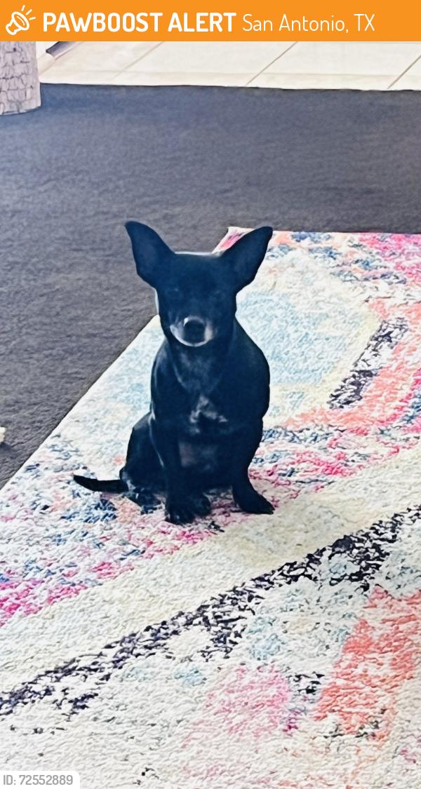 Found/Stray Male Dog last seen Foster rd and Binz Englemen , San Antonio, TX 78244