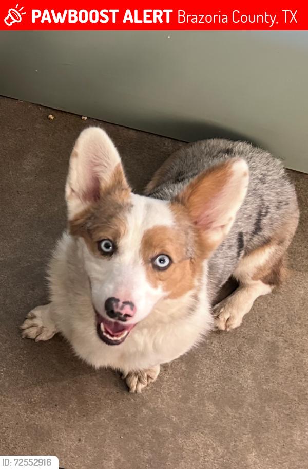 Lost Male Dog last seen CR 520, Brazoria County, TX 77422