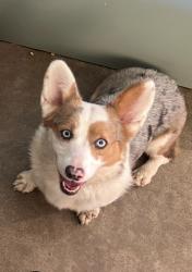 Lost Male Dog last seen CR 520, Brazoria County, TX 77422